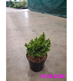 Cryptomeria jap. 'Vilmoriniana' C 2 L